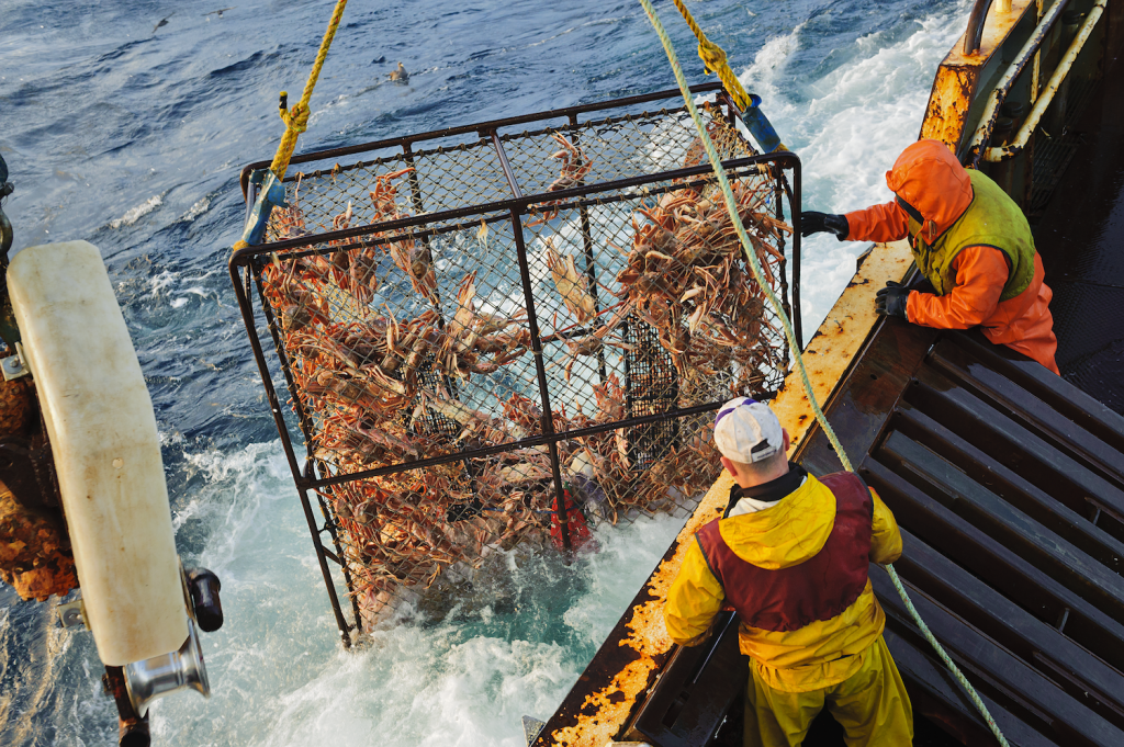 Bering Sea Snow Crab Still On Hold National Fisherman